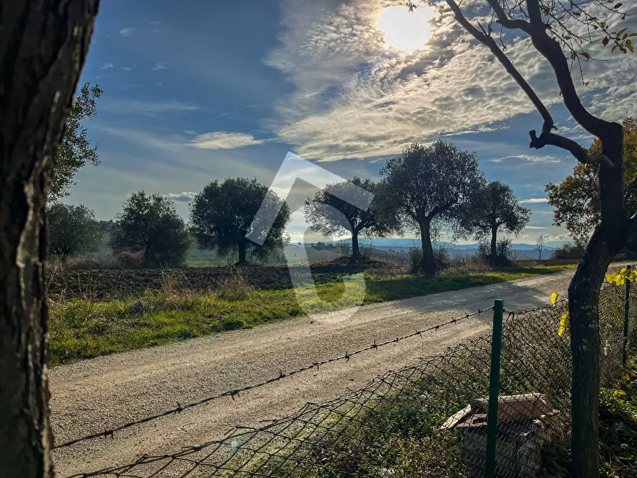 Immagine 32 di Rustico / casale in vendita  a Belvedere Ostrense