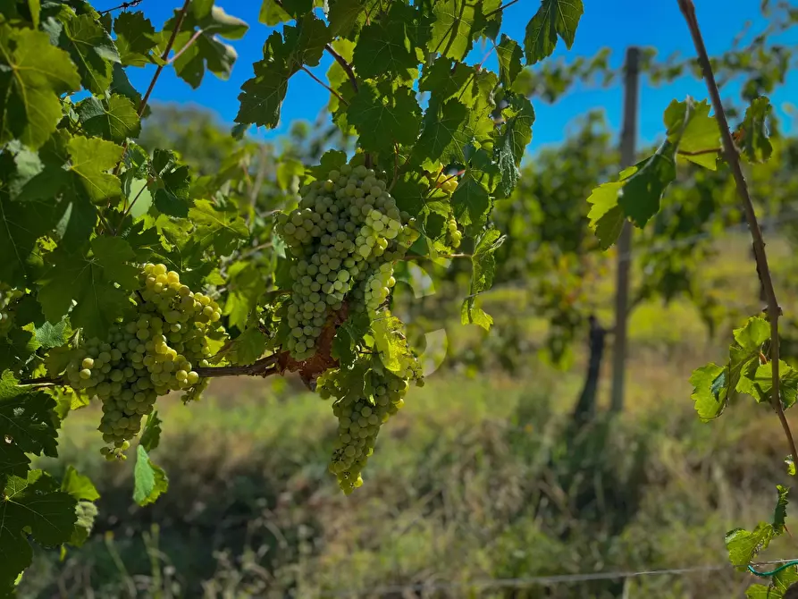 Immagine 2 di Terreno agricolo in vendita  a Montecarotto
