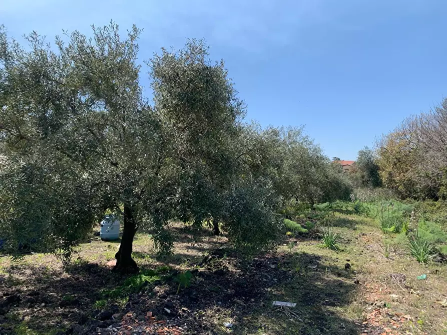 Immagine 1 di Terreno agricolo in vendita  a Pedara