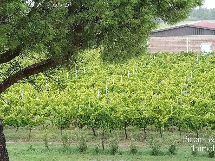 Immagine 11 di Azienda agricola in vendita  in Via Soccorso a Castiglione Del Lago