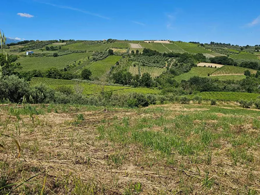 Immagine 6 di Terreno agricolo in vendita  in Via Ciommi a Castel Frentano