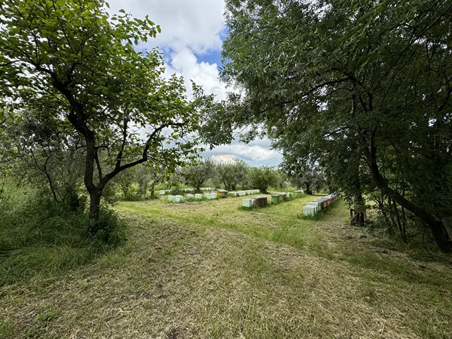 Immagine 33 di Casa indipendente in vendita  in torricchio a Tornareccio