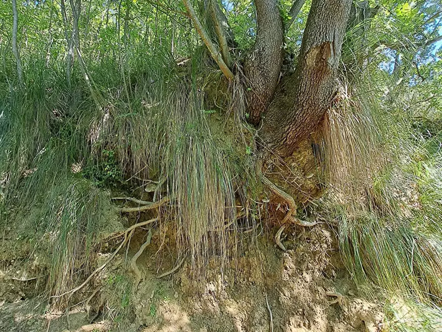 Immagine 11 di Rustico / casale in vendita  in C.DA CASTELLANA a Treglio