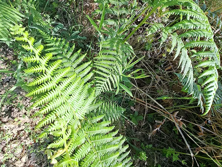 Immagine 53 di Rustico / casale in vendita  in C.DA CASTELLANA a Treglio