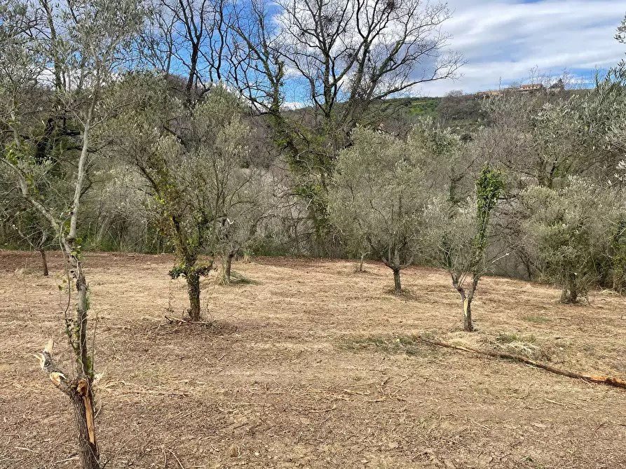 Immagine 14 di Rustico / casale in vendita  in C.DA CASTELLANA a Treglio