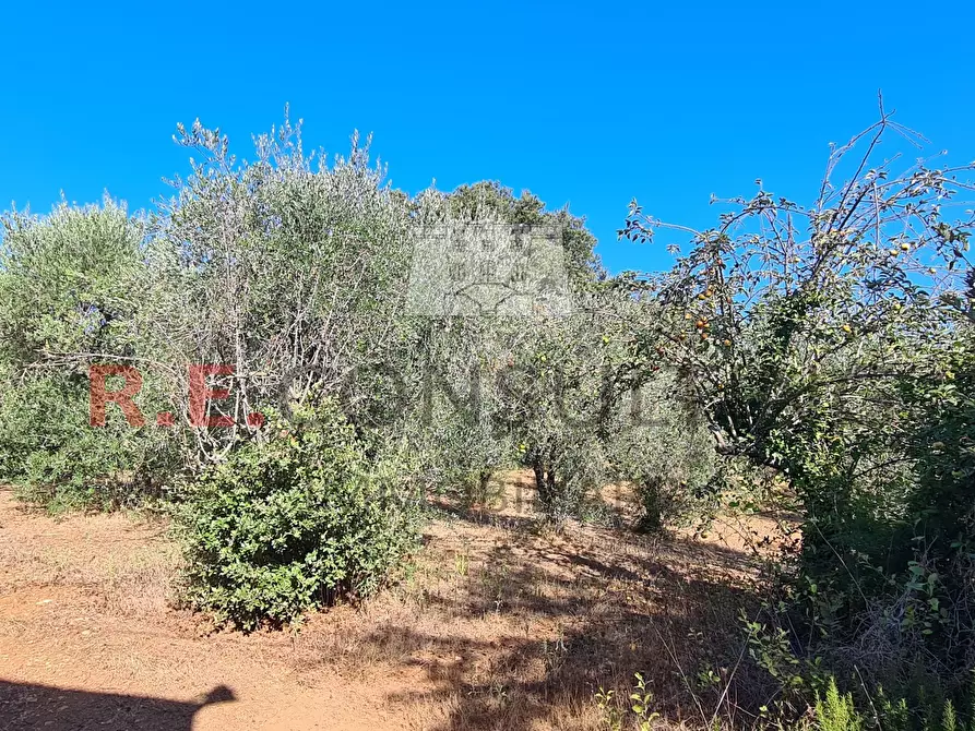 Immagine 24 di Villa in vendita  in SP49 108 a Martina Franca