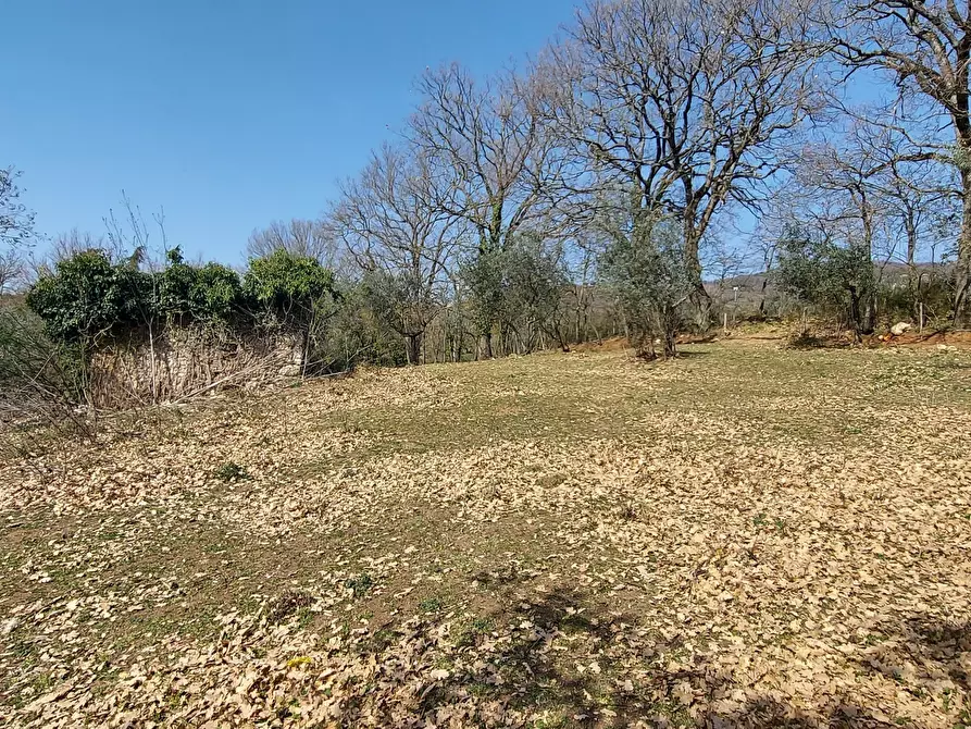 Immagine 8 di Terreno agricolo in vendita  a Massa Martana