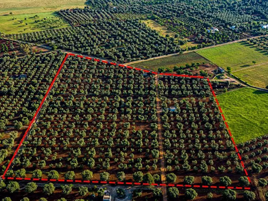 Immagine 4 di Terreno edificabile in vendita  in Contrada Correo a Carovigno