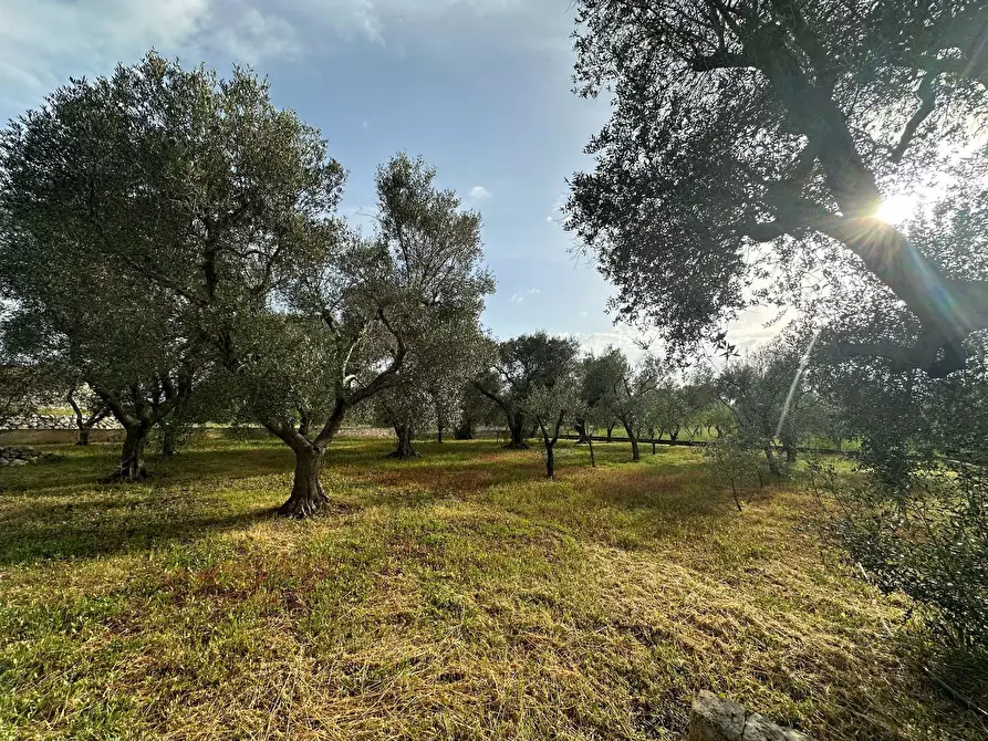 Immagine 12 di Villa in vendita  in Strada Provinciale 28 a Ostuni