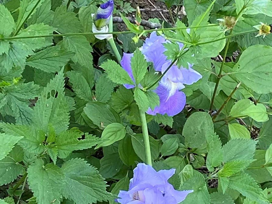Immagine 23 di Rustico / casale in vendita  in Frazione Garini a Cartosio