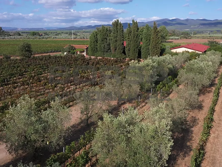 Immagine 20 di Terratetto in vendita  in greppi cupi 212 a Castagneto Carducci