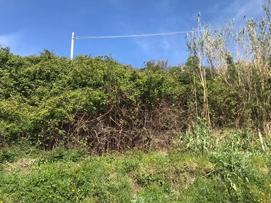 Immagine 6 di Terreno edificabile in vendita  in Via Olivella Caminata a Casarza Ligure