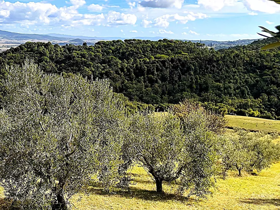 Immagine 4 di Terreno agricolo in vendita  in Località di Popogna la Concezione 35 a Rosignano Marittimo