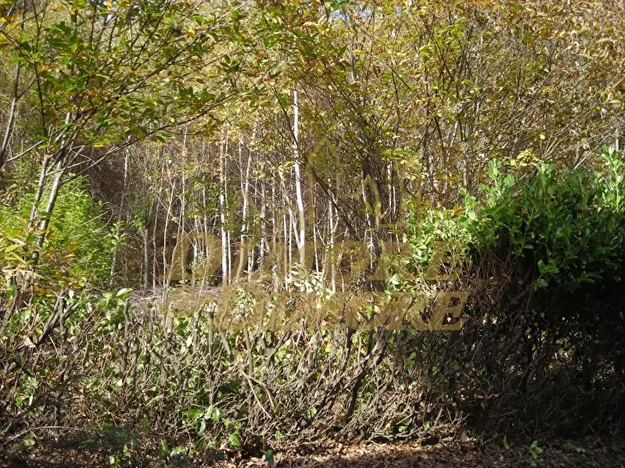 Immagine 20 di Terreno edificabile in vendita  in via fontana SNC a Miazzina