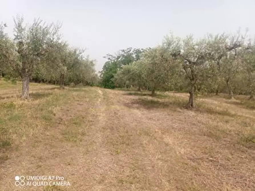 Immagine 11 di Terreno agricolo in vendita  in C.DA VILLA STANAZZO a Lanciano