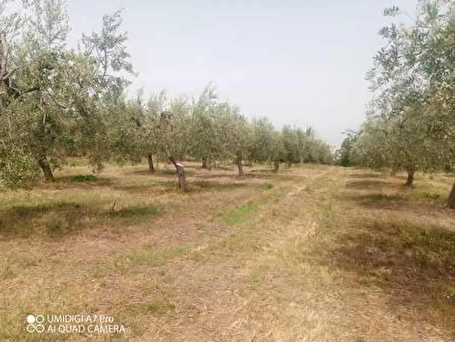 Immagine 5 di Terreno agricolo in vendita  in C.DA VILLA STANAZZO a Lanciano