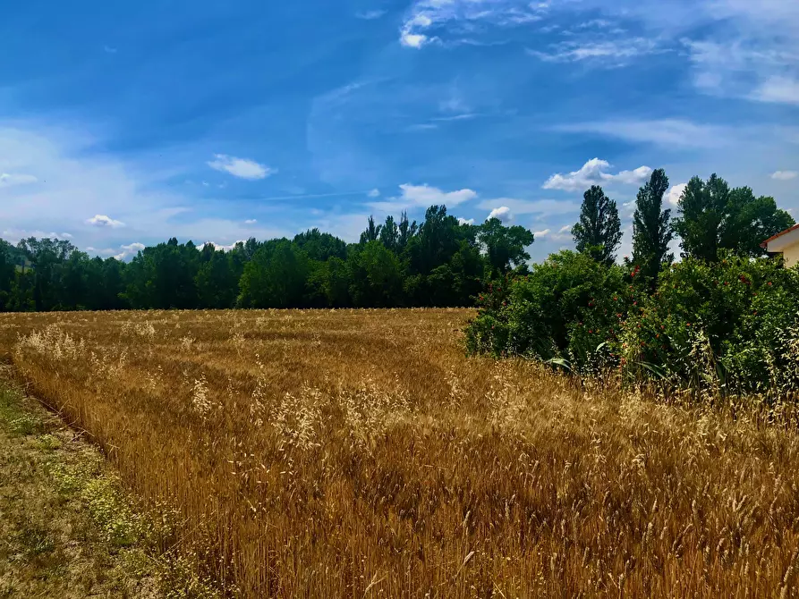 Immagine 3 di Terreno agricolo in vendita  a Jesi