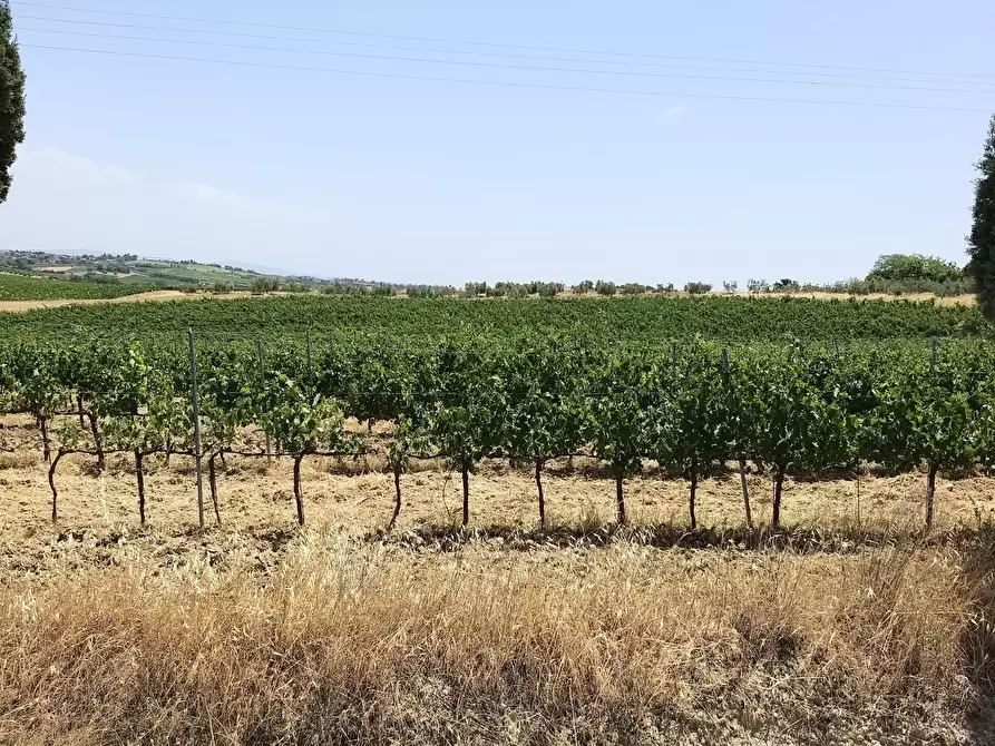 Immagine 15 di Terreno agricolo in vendita  in Via Ascianello a Montepulciano