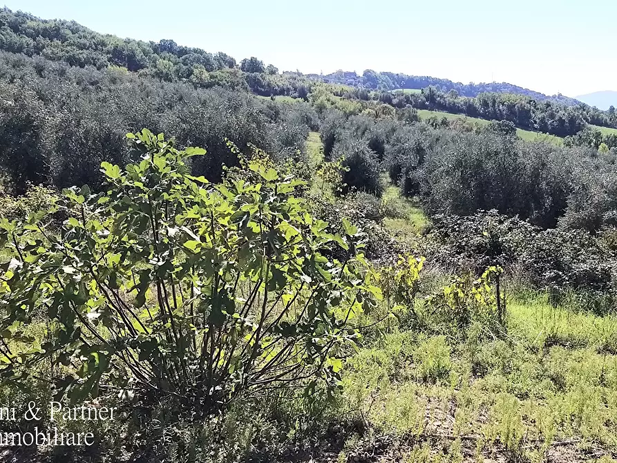 Immagine 46 di Rustico / casale in vendita  in Località Colle del Sole a Umbertide