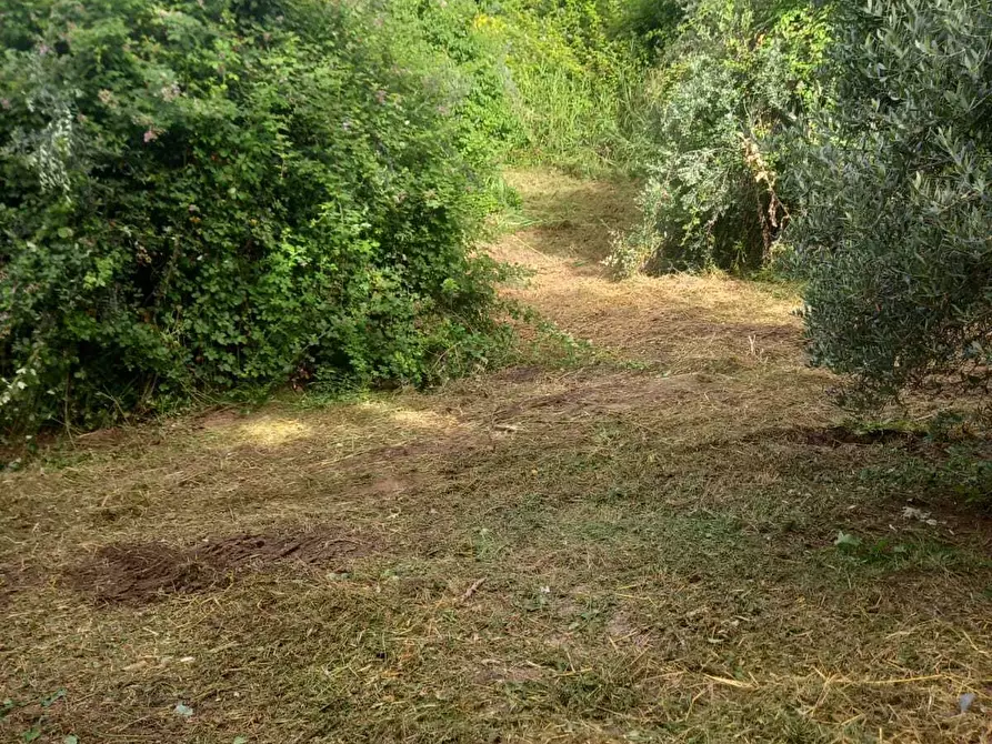 Immagine 3 di Terreno agricolo in vendita  in Via Giulio Roncacci 1 a Morlupo
