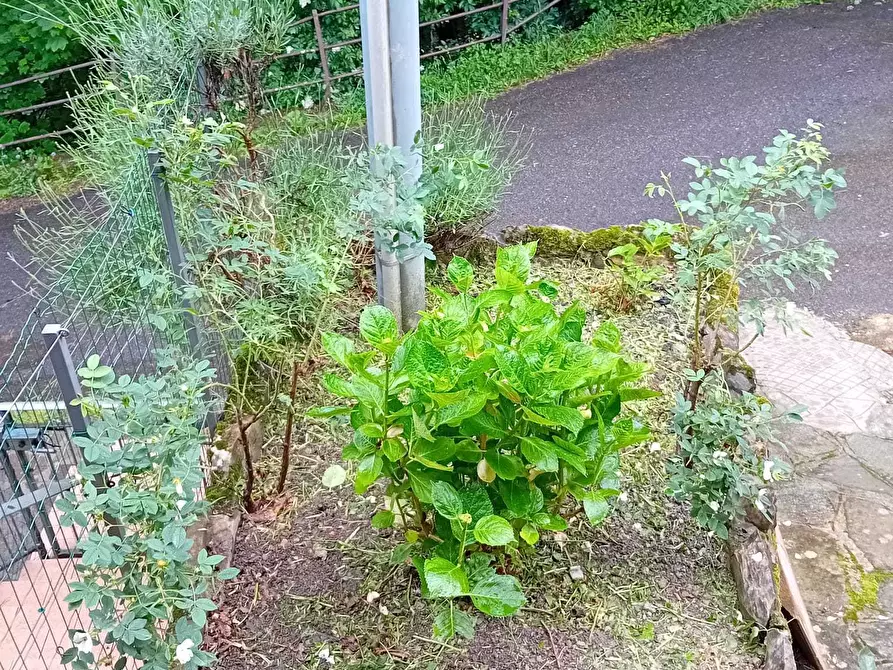 Immagine 19 di Villetta a schiera in vendita  a Bedonia