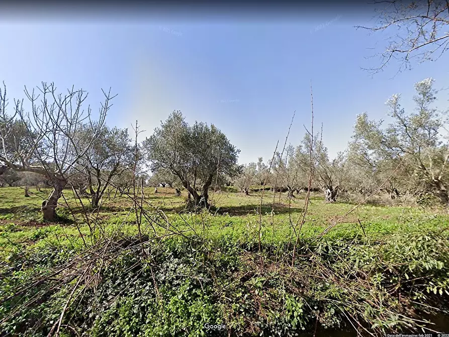 Immagine 3 di Terreno agricolo in vendita  a Borgia