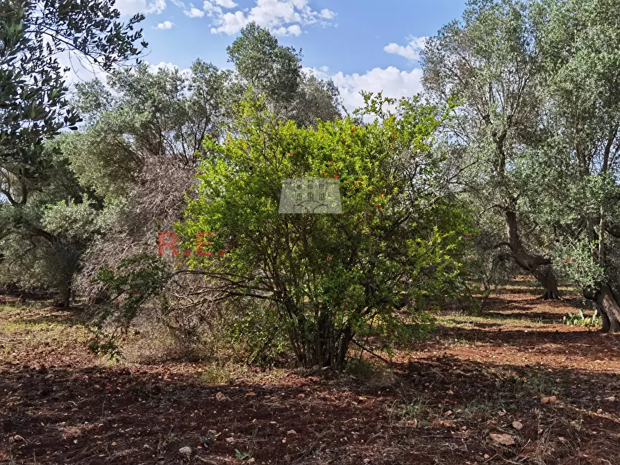 Immagine 9 di Baita in vendita  a Ceglie Messapico