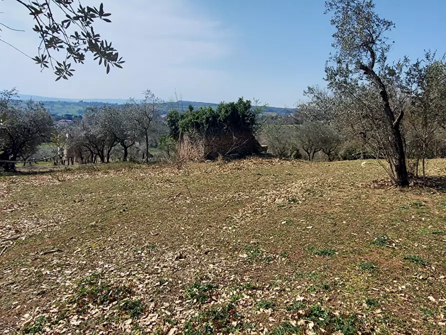 Immagine 4 di Terreno agricolo in vendita  a Massa Martana
