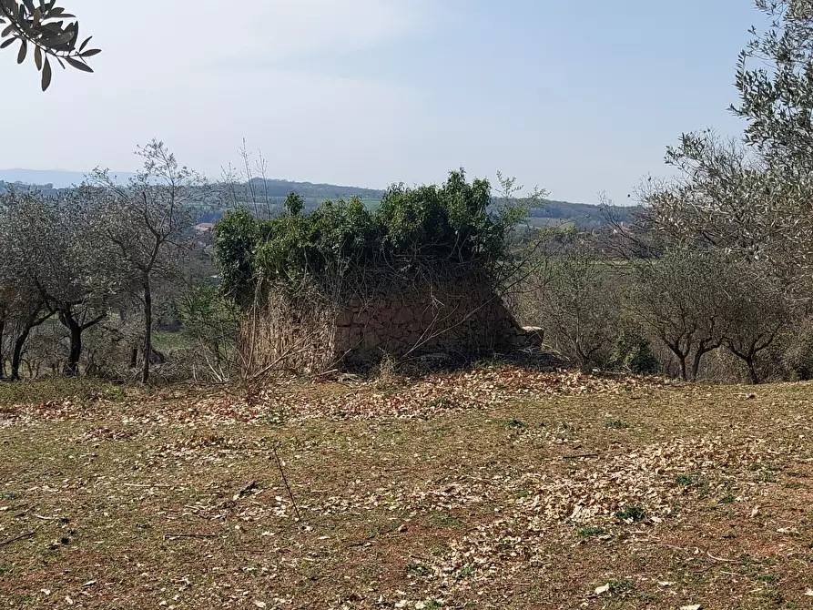 Immagine 5 di Terreno agricolo in vendita  a Massa Martana