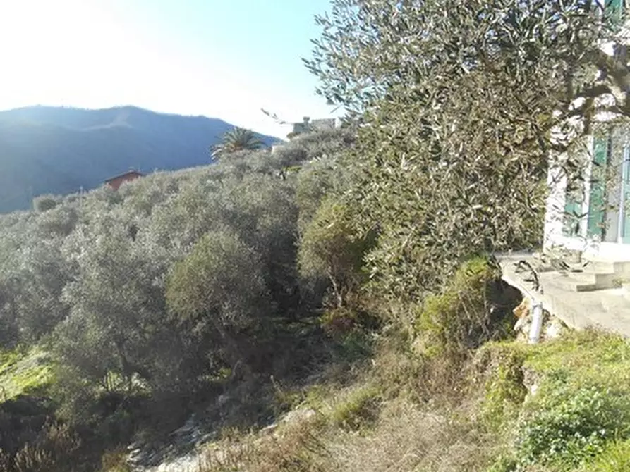 Immagine 5 di Villa in vendita  in Via IV Novembre snc a Leivi