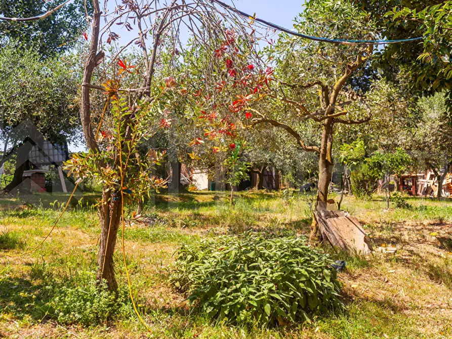 Immagine 8 di Terreno agricolo in vendita  in Via dell'Uliveta a Livorno