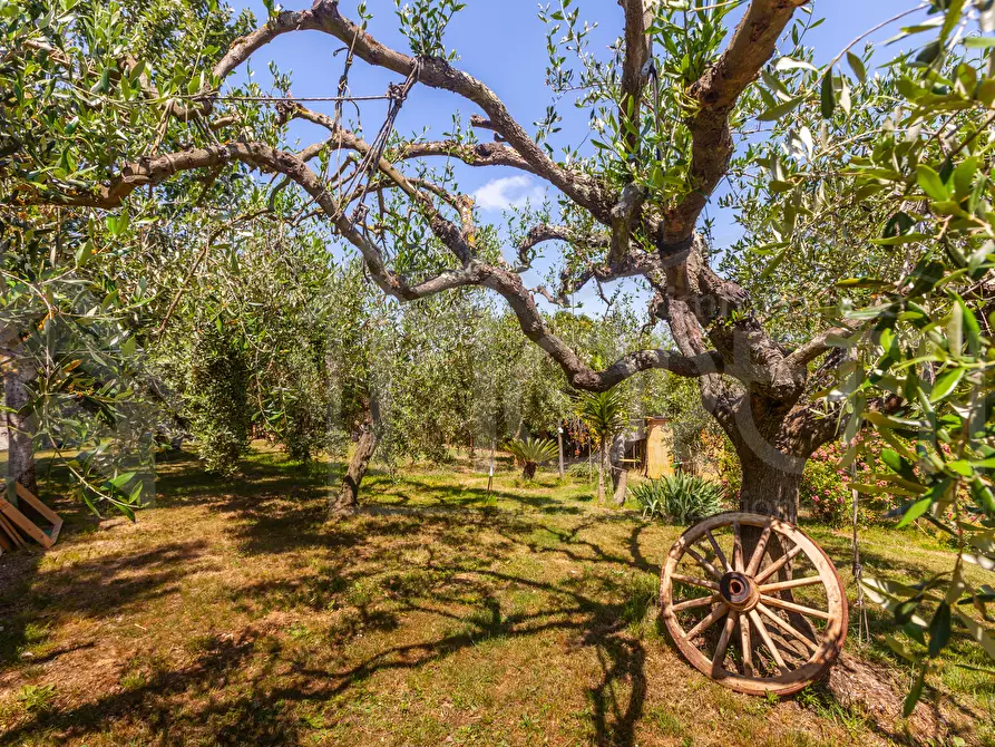 Immagine 15 di Terreno agricolo in vendita  in Via dell'Uliveta a Livorno