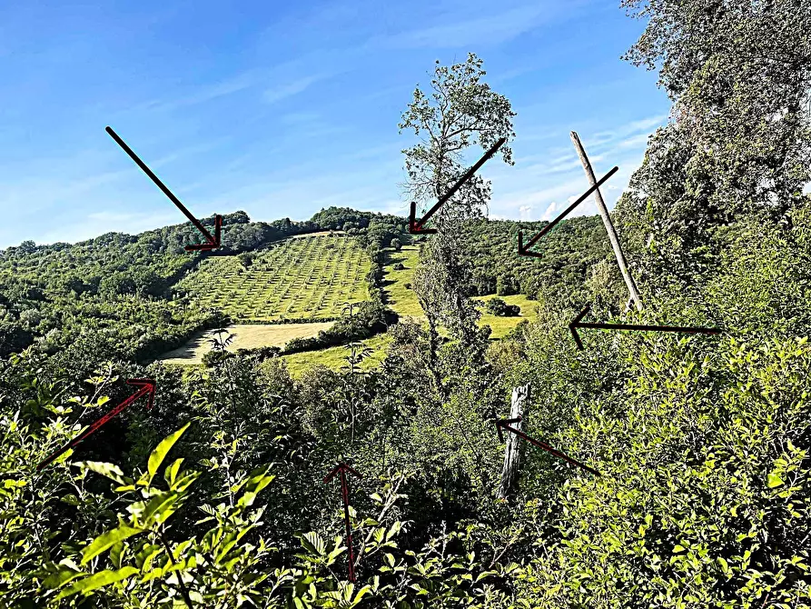 Immagine 12 di Terreno agricolo in vendita  in Località di Popogna la Concezione 35 a Rosignano Marittimo