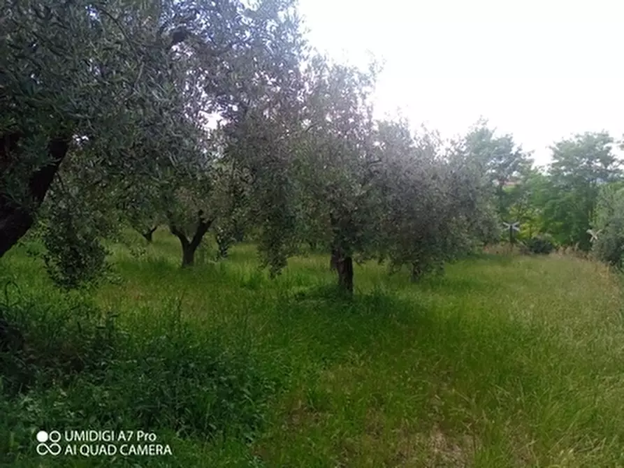 Immagine 3 di Terreno agricolo in vendita  in CONTRADA MARCIANESE a Lanciano