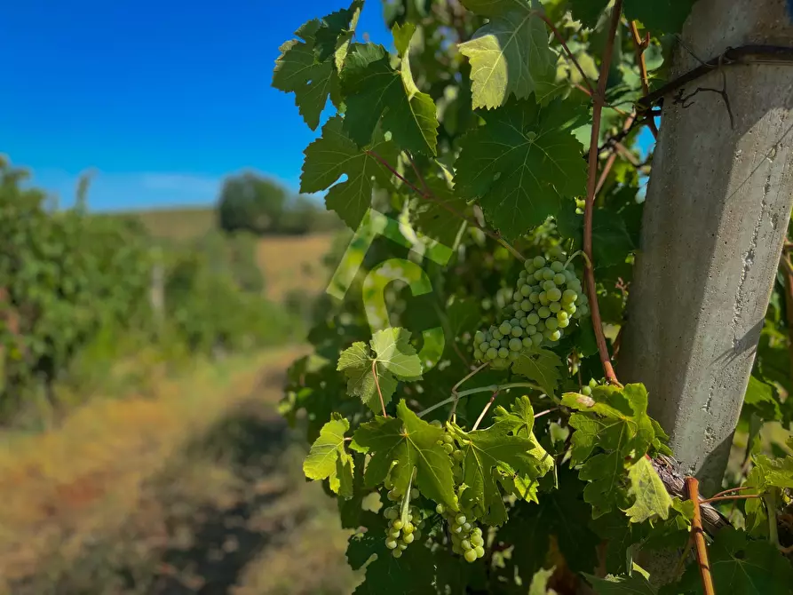 Immagine 9 di Terreno agricolo in vendita  a Montecarotto