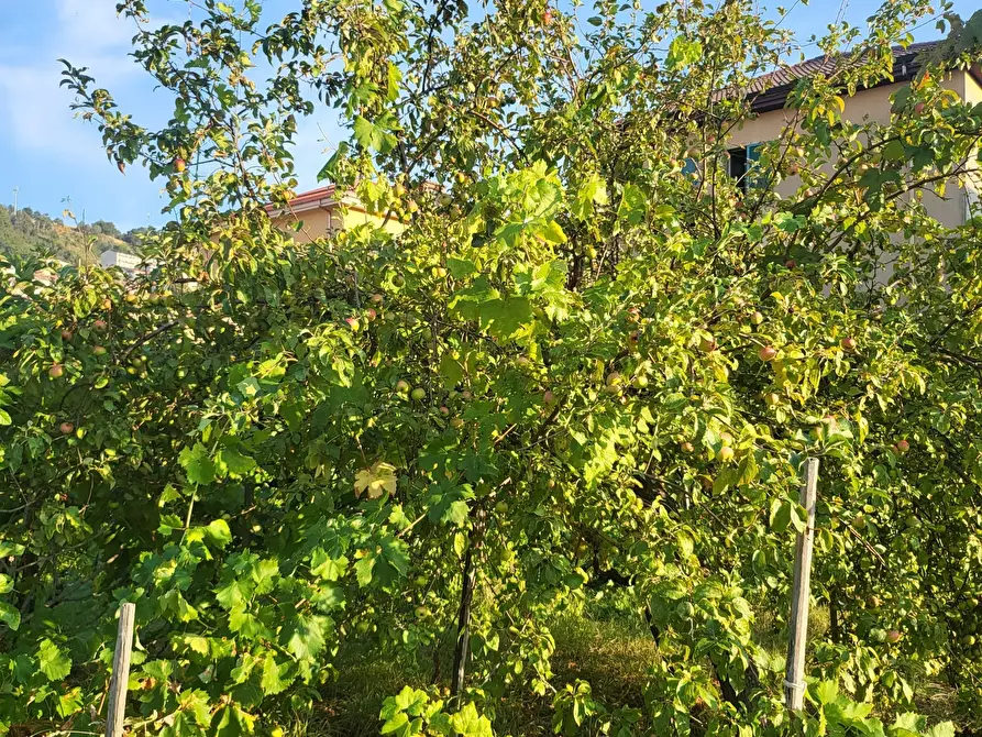Immagine 100 di Casa indipendente in vendita  in Via Giotto 22 a Acri