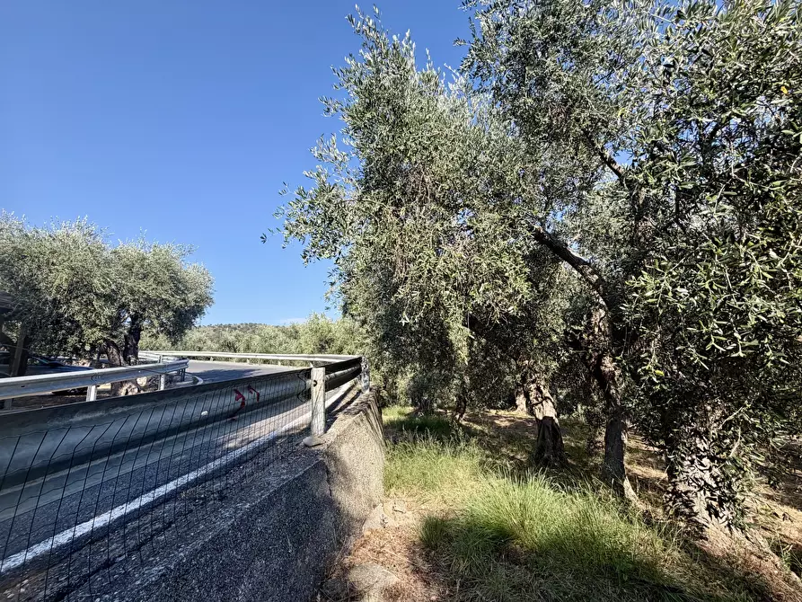 Immagine 6 di Terreno agricolo in vendita  in Via Chiappa 100 a San Bartolomeo Al Mare