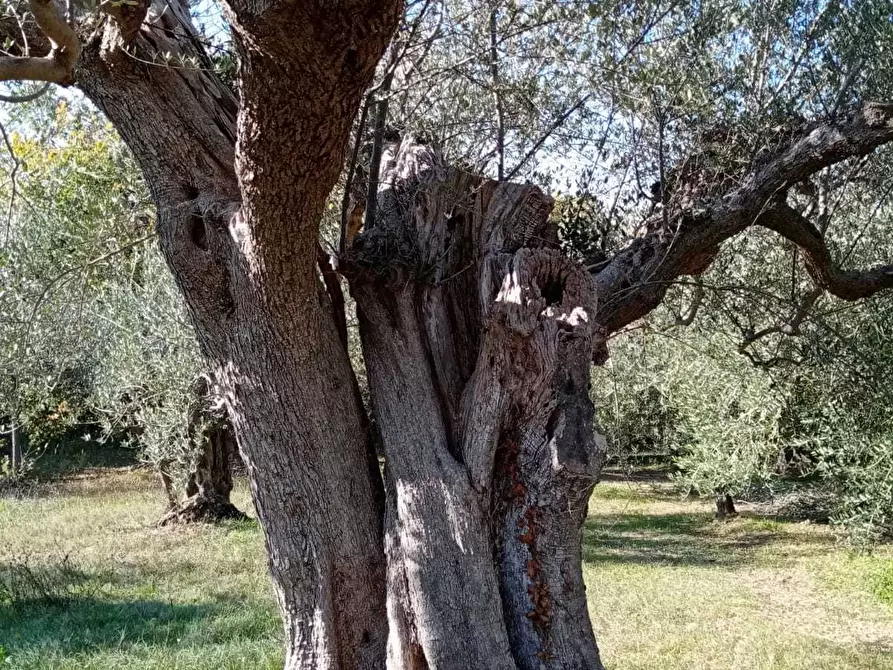 Immagine 4 di Casa indipendente in vendita  in STRADA PROVINCIALE a Rocca San Giovanni