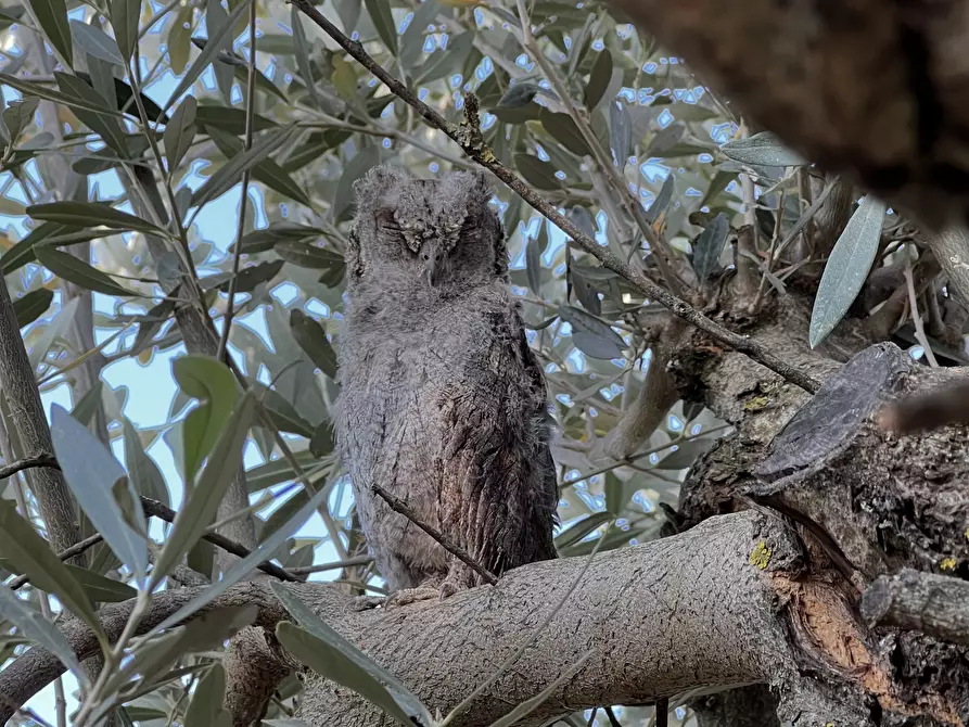Immagine 42 di Villa in affitto  in Strada San Caterina 27 a Viterbo