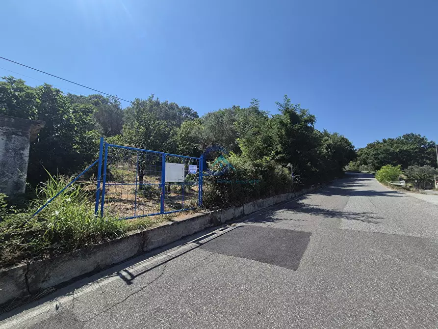 Immagine 5 di Terreno agricolo in vendita  a Caraffa Di Catanzaro