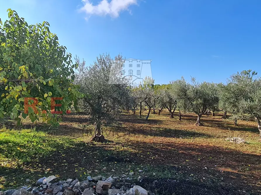 Immagine 8 di Baita in vendita  in Via Pergolo 66 a Martina Franca
