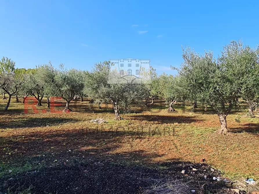 Immagine 7 di Baita in vendita  in Via Pergolo 66 a Martina Franca