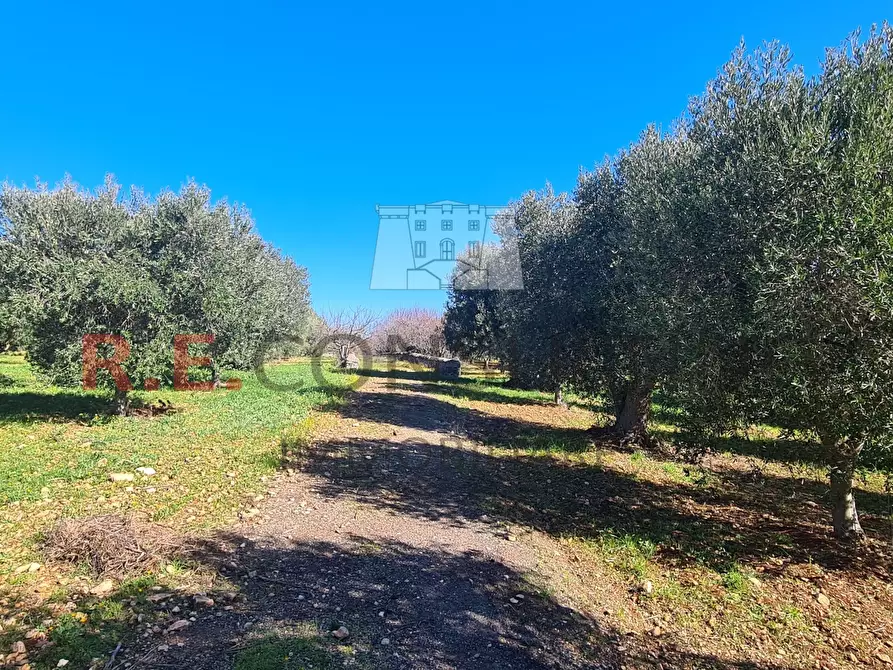 Immagine 6 di Baita in vendita  in Contrada Montemichele 14 a Ostuni