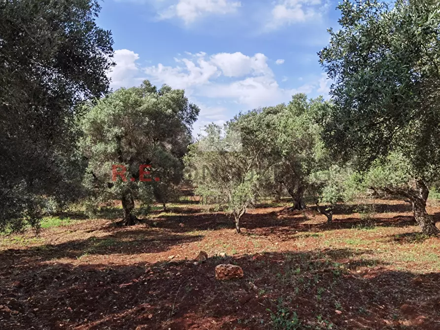 Immagine 12 di Baita in vendita  a Ceglie Messapico