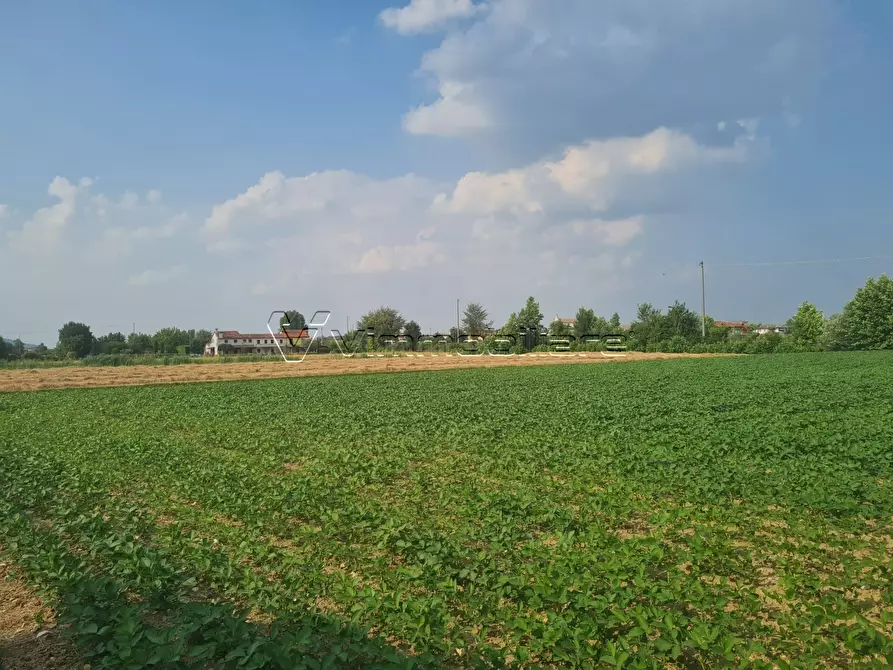 Immagine 2 di Terreno agricolo in vendita  in Via Cà Montanare a Barbarano Mossano