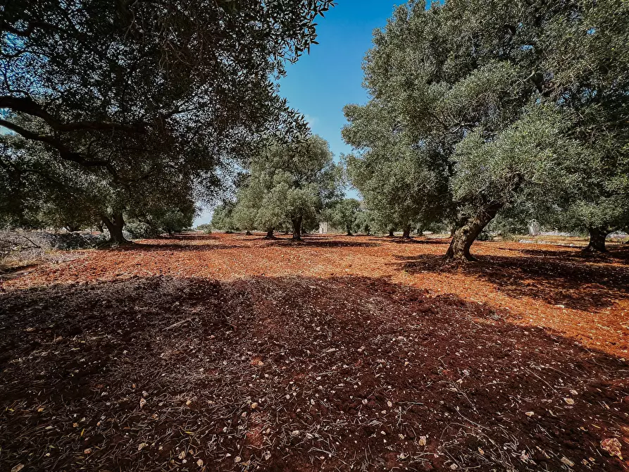 Immagine 2 di Rustico / casale in vendita  in contrada fatima a Carovigno