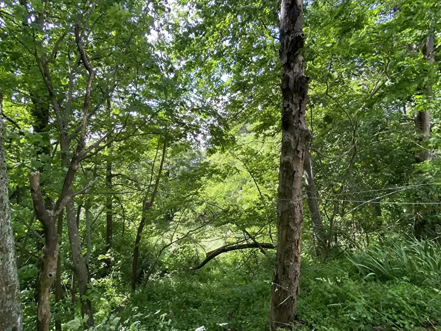 Immagine 50 di Casa trifamiliare in vendita  in Località La Carta 26 a Sassello