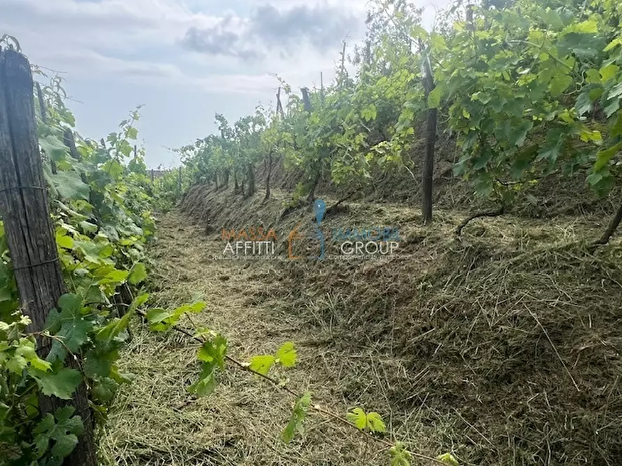 Immagine 9 di Terreno agricolo in vendita  in Via del Pozzo 2 a Massa