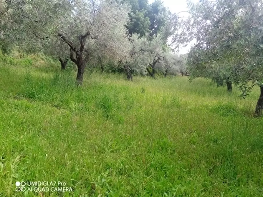 Immagine 4 di Terreno agricolo in vendita  in CONTRADA MARCIANESE a Lanciano
