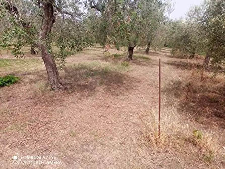Immagine 2 di Terreno agricolo in vendita  in C.DA VILLA STANAZZO a Lanciano